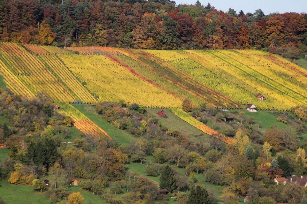 Vineyard Autumn Nature Landscape Bright Plant Vineyard Autumn Nature Landscape Bright Plant