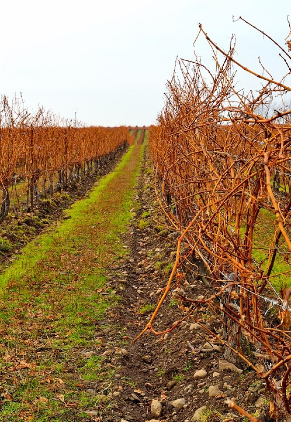 Vineyard Field Row Landscape Autumn Fall Vineyard Field Row Landscape Autumn Fall