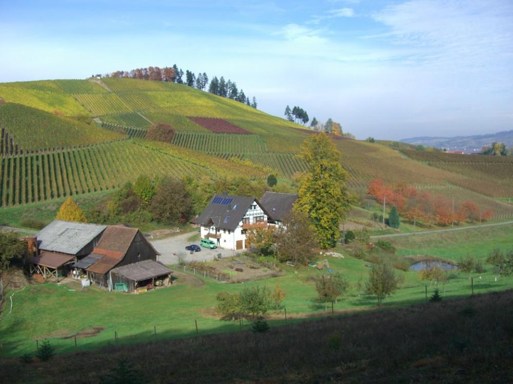 Vineyard Autumn Eunice Hof Bottenau Vineyard Autumn Eunice Hof Bottenau