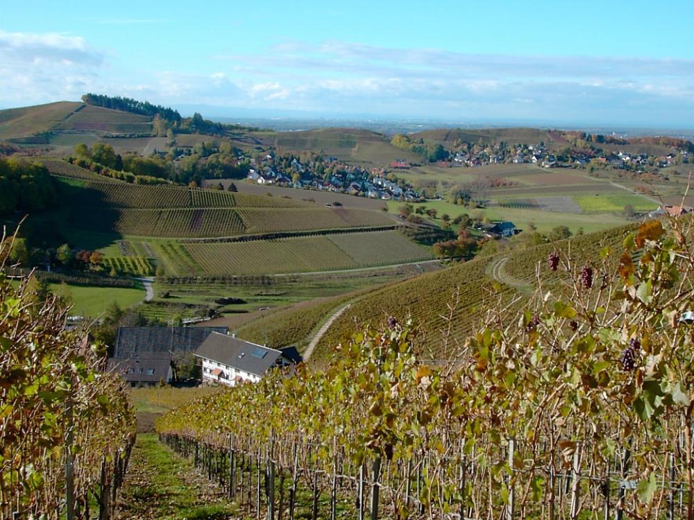 Vineyard Autumn Winegrowing Nature Wine Landscape Vineyard Autumn Winegrowing Nature Wine Landscape