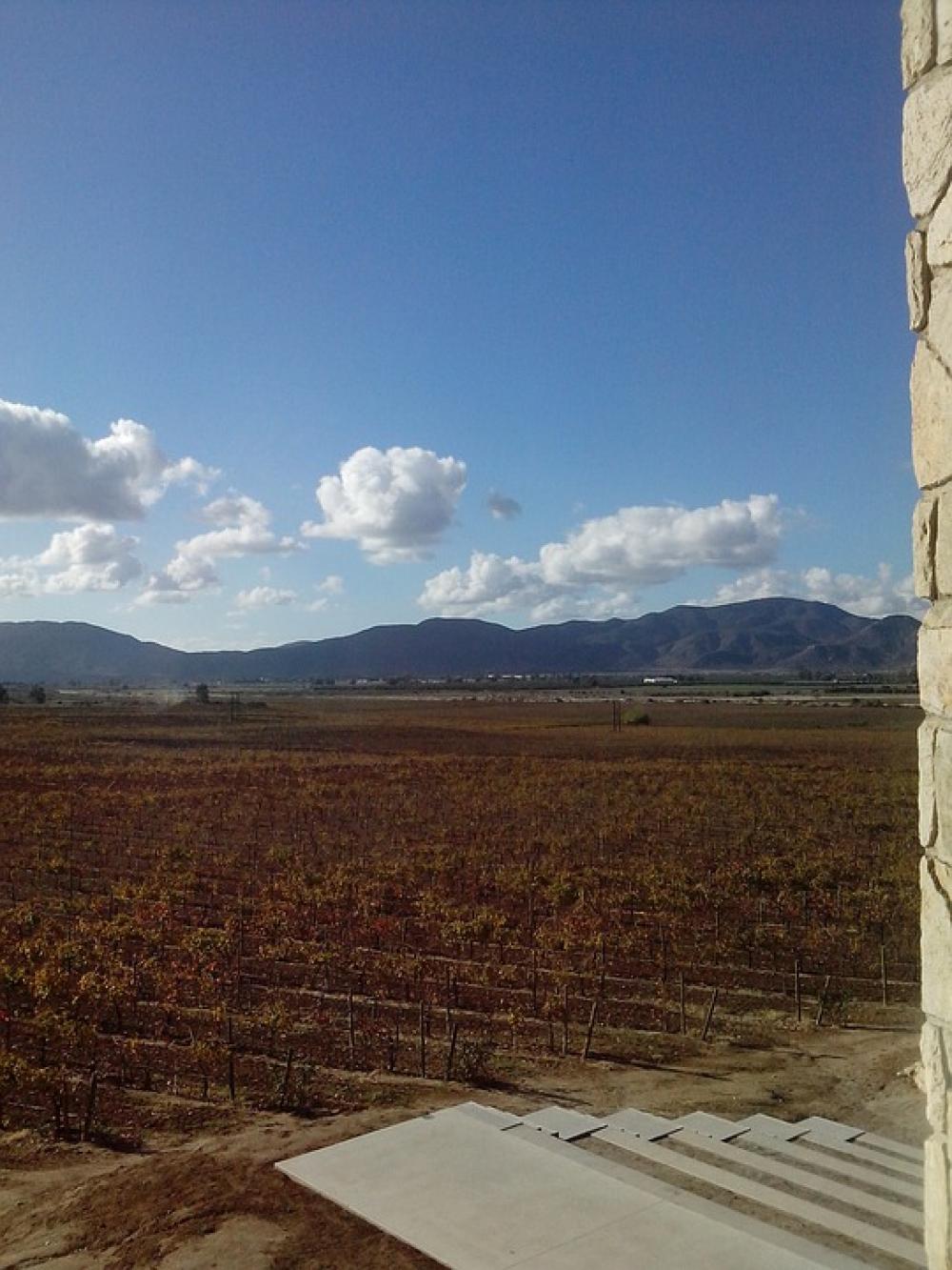 Vineyard Landscape Autumn Vineyard Landscape Autumn