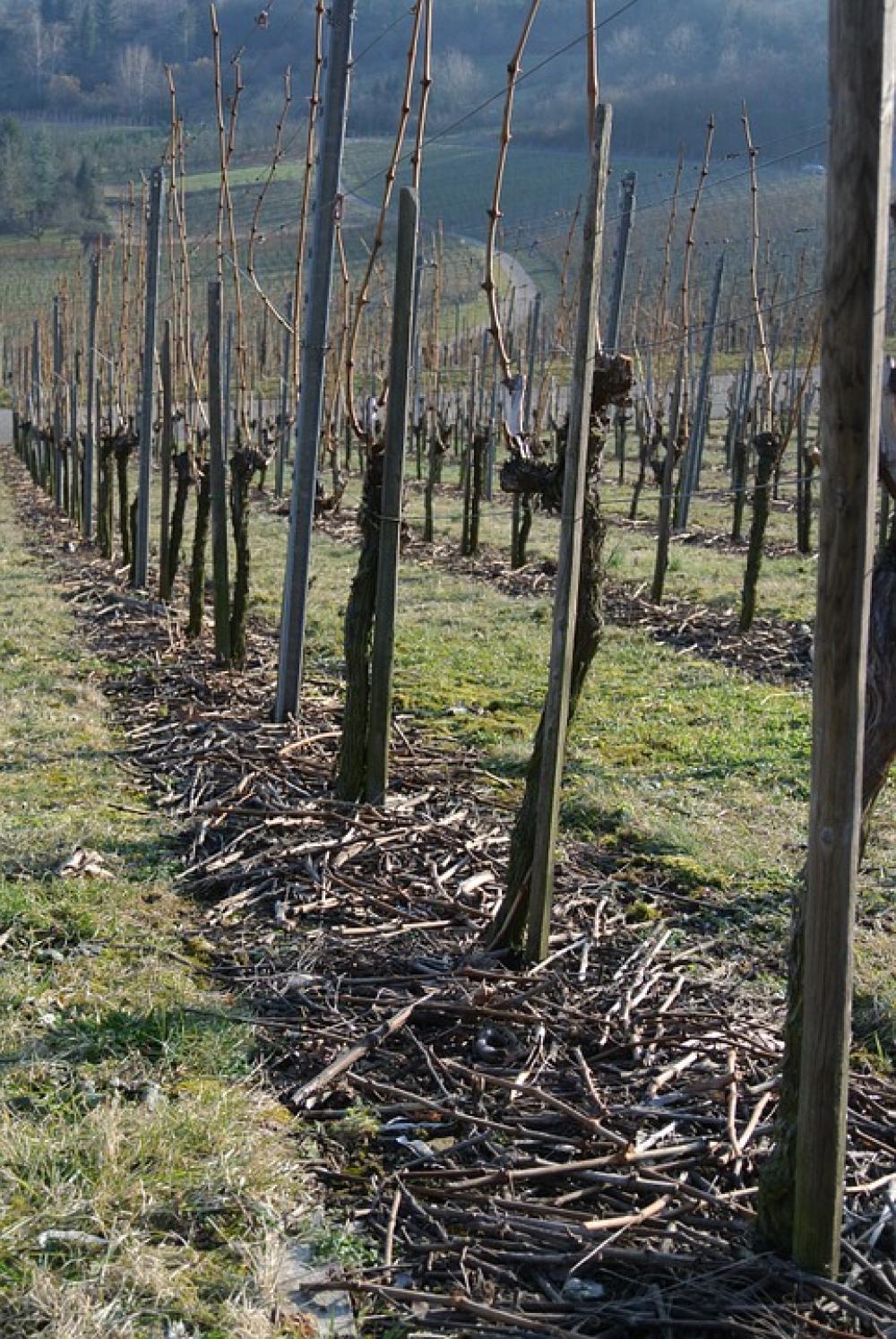 Vineyards Vines Wine Grapes Winegrowing Vineyards Vines Wine Grapes Winegrowing