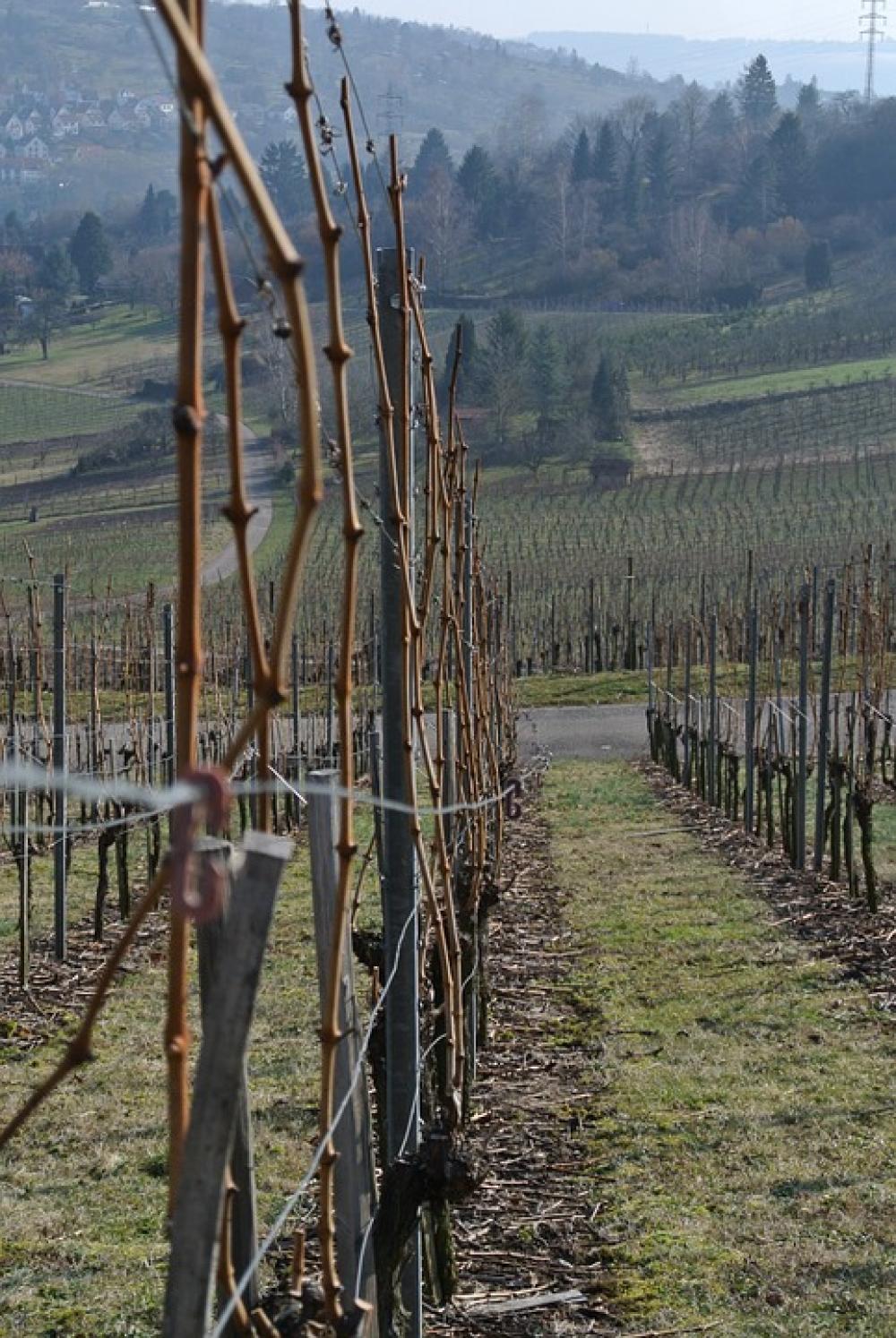 Vineyards Vines Wine Grapes Winegrowing Vineyards Vines Wine Grapes Winegrowing