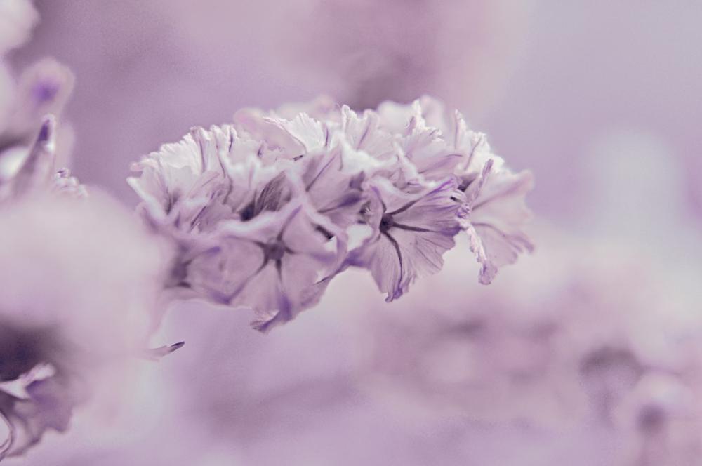 Violet Flower Macro Purple Garden Pale Pink Violet Flower Macro Purple Garden Pale Pink