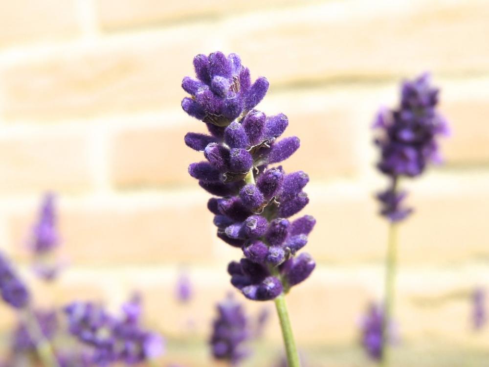 Violet Blossom Bloom Flower Meadow Plant Nature Violet Blossom Bloom Flower Meadow Plant Nature
