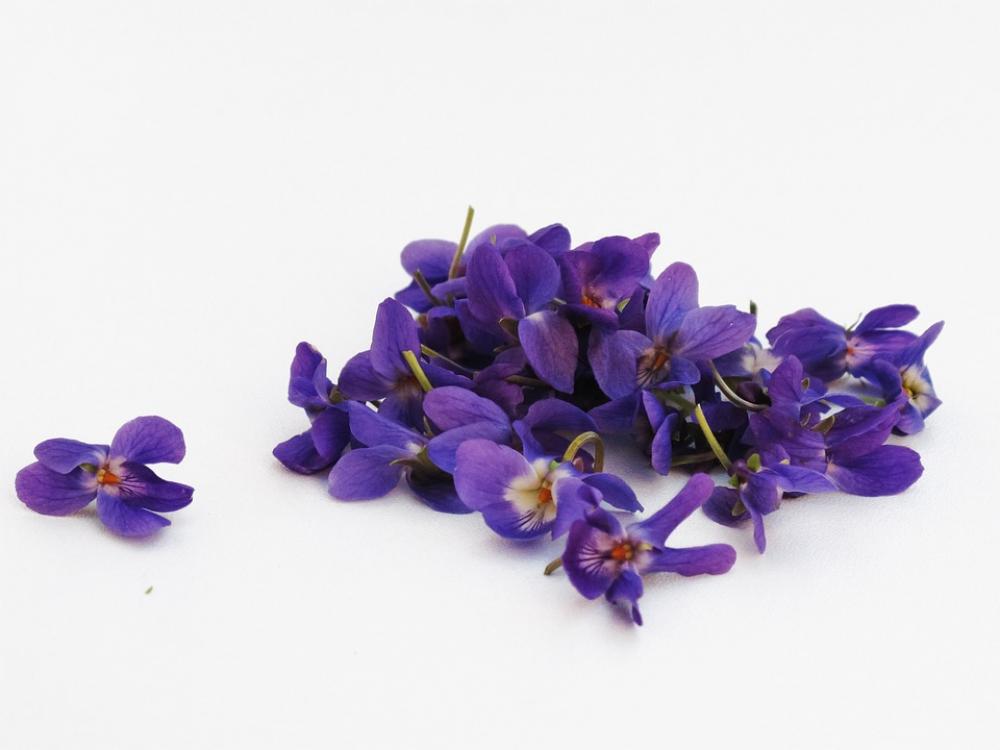 Violets Flowers Violet Background White Violets Flowers Violet Background White