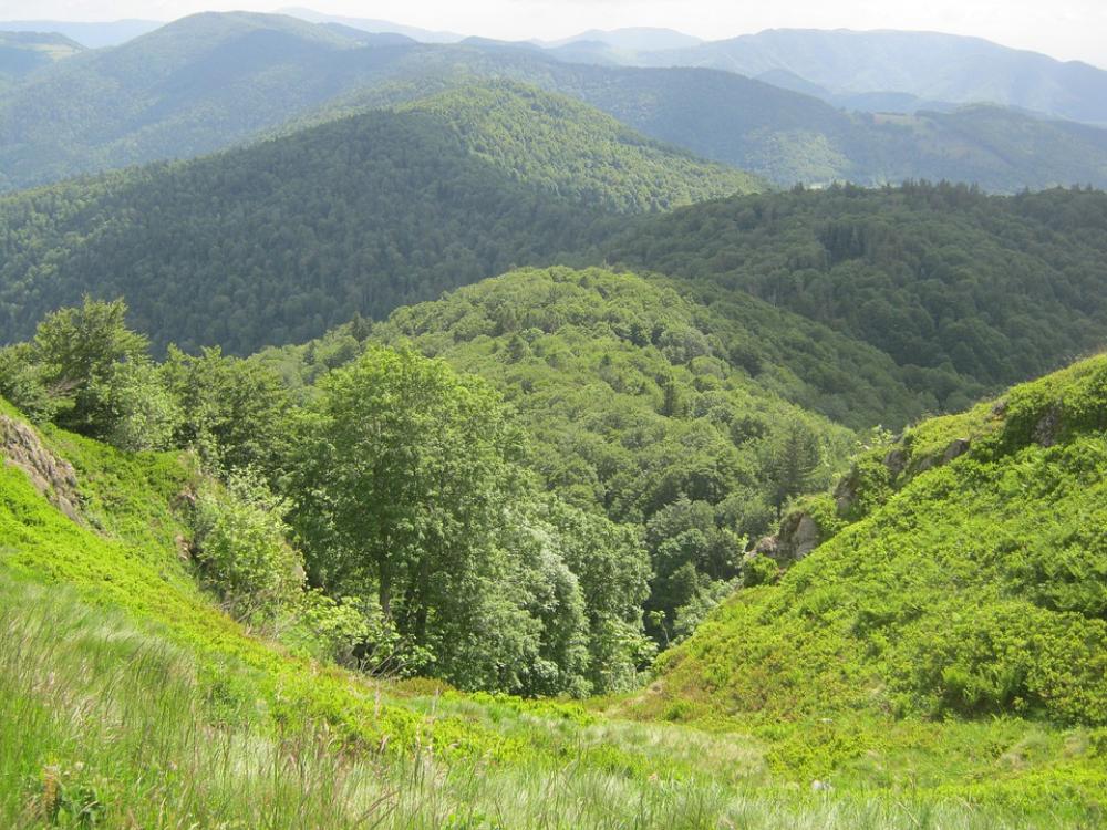 Vosges Hill Forest Hiking Vosges Hill Forest Hiking