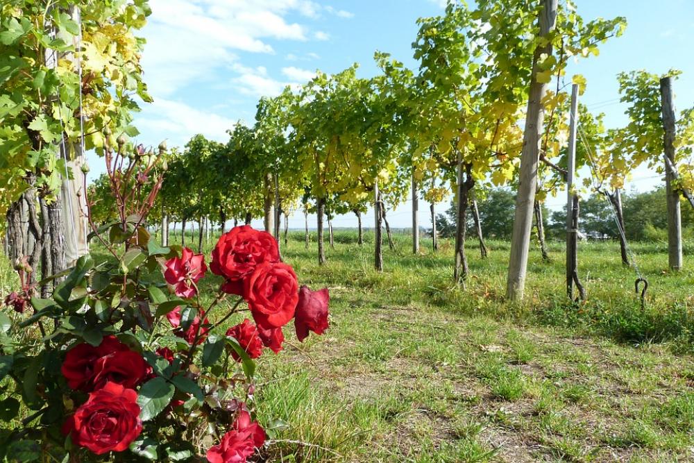 Wachau Wine Rose Autumn Vineyard Vine Rebstock Wachau Wine Rose Autumn Vineyard Vine Rebstock