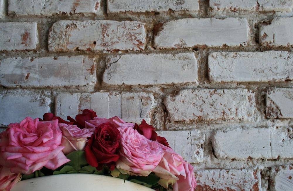 Wall White Brick Roses Pinks Red Blooms Open Wall White Brick Roses Pinks Red Blooms Open