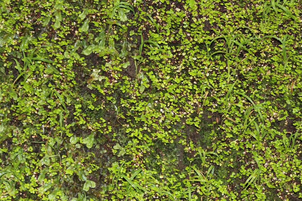 Wall Green Climber Plant Plant Wall Green Climber Plant Plant
