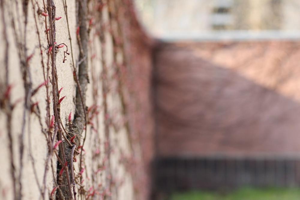 Wall Climber Plant Scrub Blossom Bloom Wall Climber Plant Scrub Blossom Bloom