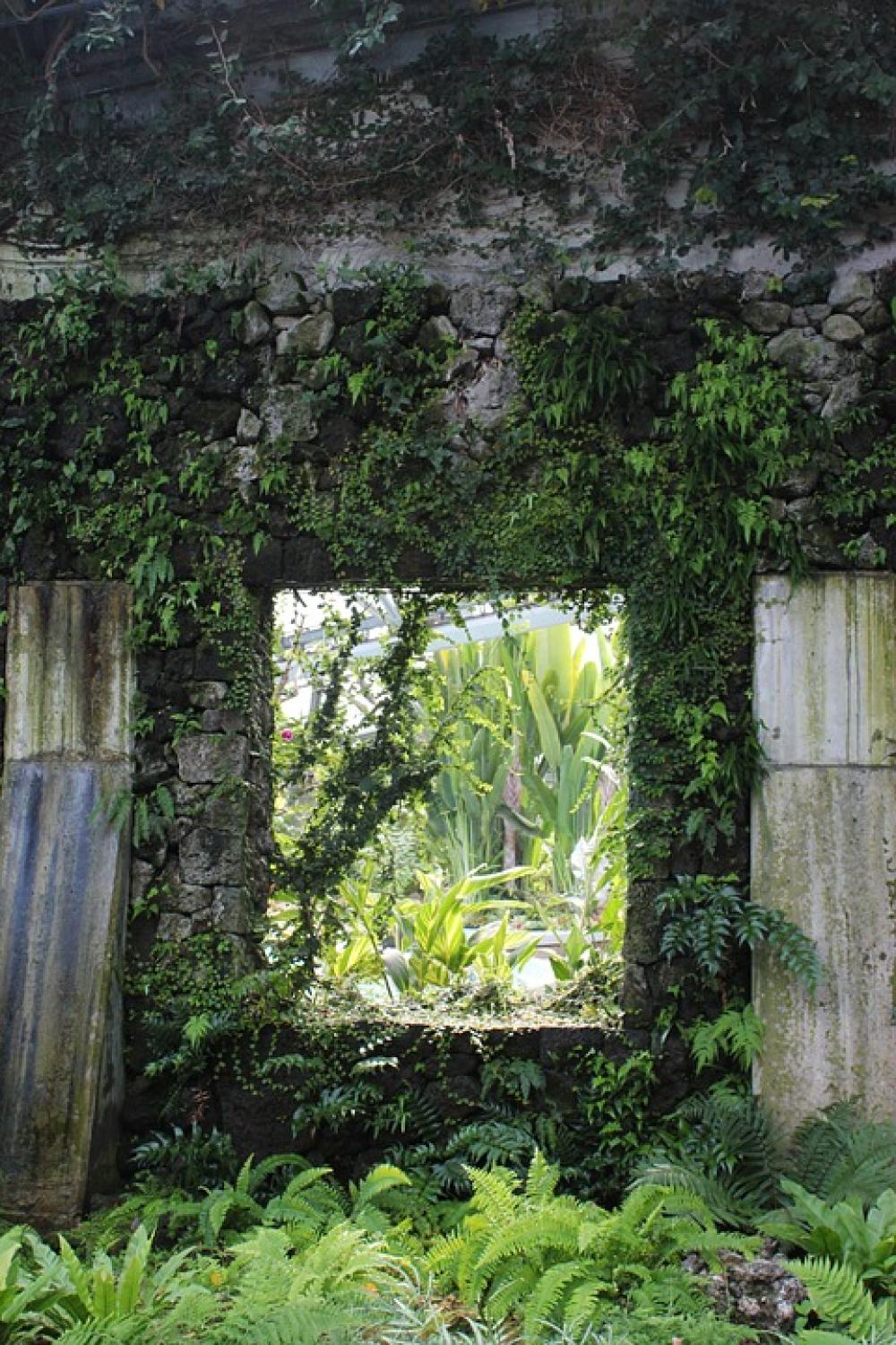 Wall Plants Window Stone Vines Plant Old Ivy Wall Plants Window Stone Vines Plant Old Ivy