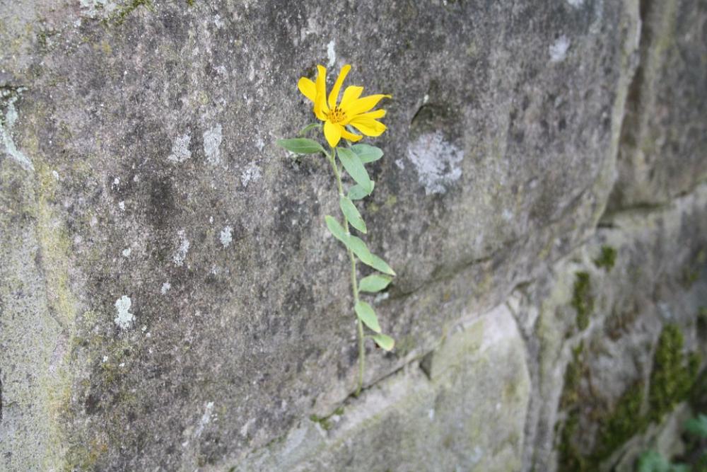 Wall Flower Stones Grey Stone Wall Plant Blossom Wall Flower Stones Grey Stone Wall Plant Blossom