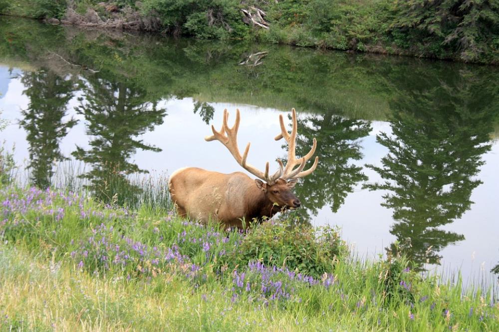 Wapiti Hirsch Wapiti Deer Jasper National Park Wapiti Hirsch Wapiti Deer Jasper National Park