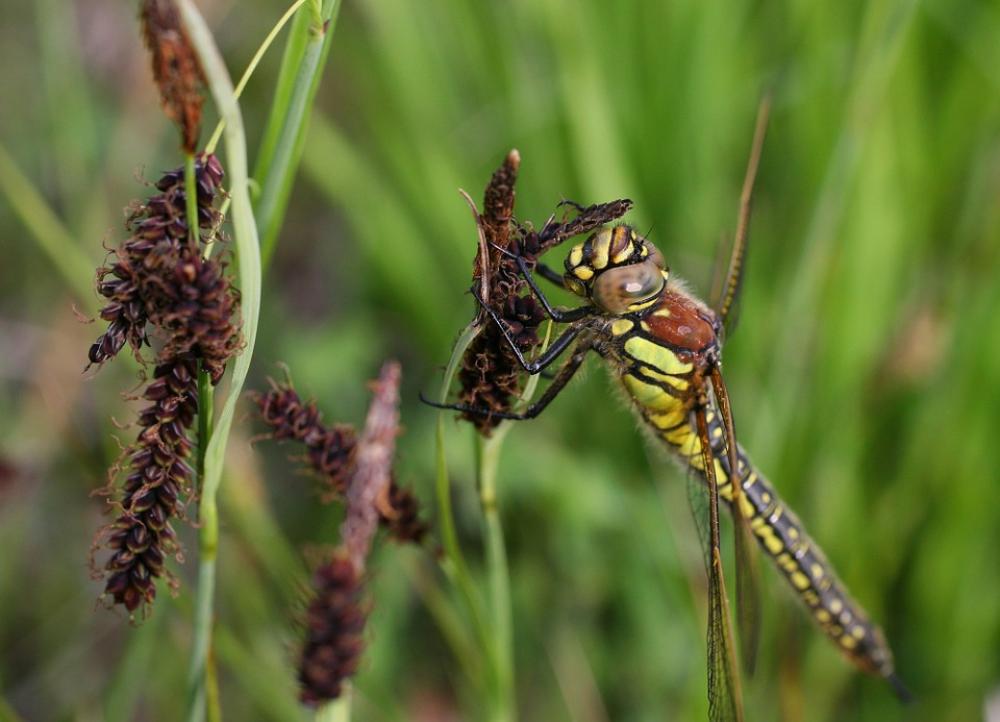 Wasp Insect Makrom Close Up Sting Sprinkle Plant Wasp Insect Makrom Close Up Sting Sprinkle Plant