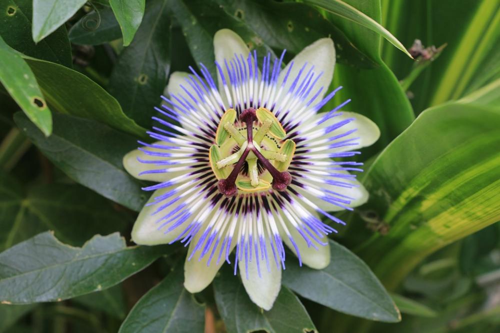 Watch Flowers Greenhouse Summer Flowers Watch Flowers Greenhouse Summer Flowers