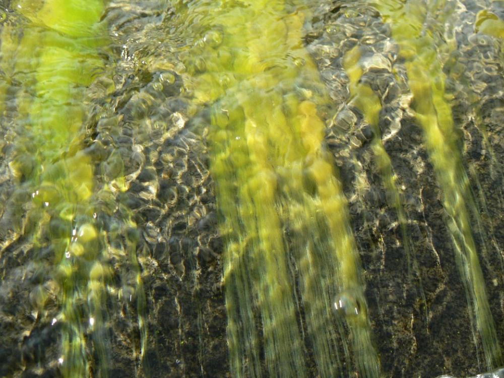 Water Seaweed Bach Water Seaweed Bach