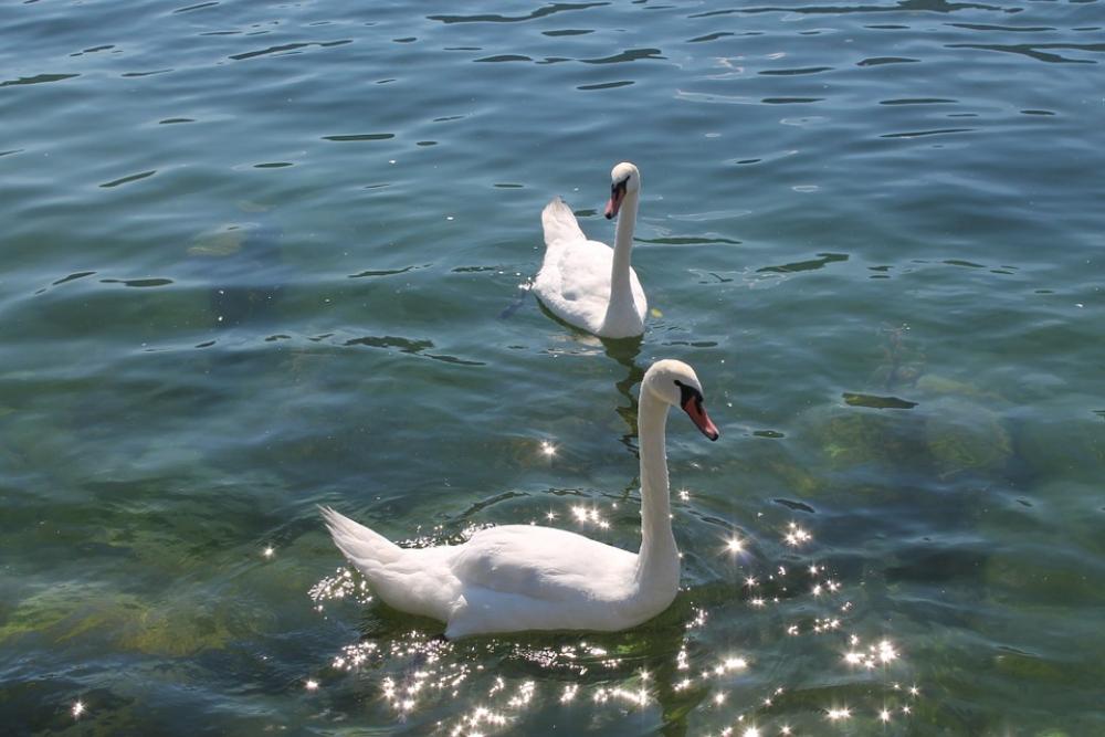 Water Swan Lake Water Swan Lake