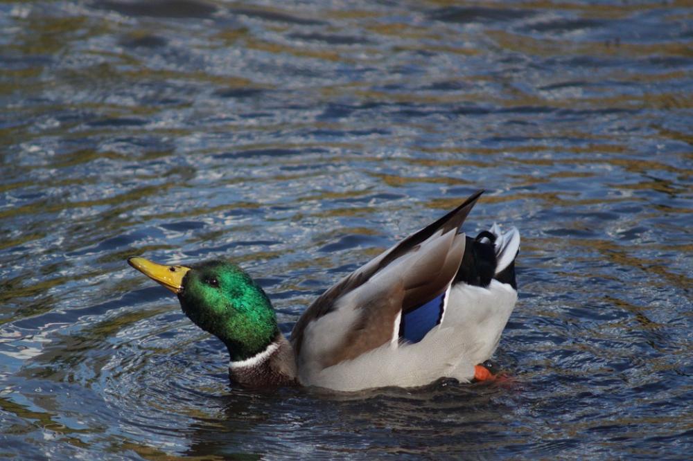 Water Creature Wave Duck Wing Nature Bird Lake Water Creature Wave Duck Wing Nature Bird Lake