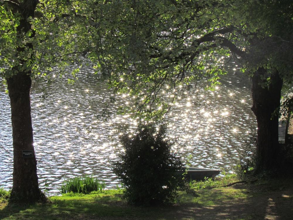 Water Sparkle Tree Lake Water Sparkle Tree Lake