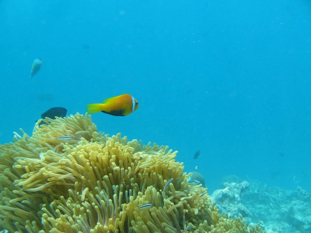 Water Ocean Fish Clown Maldives Anemone Reef Water Ocean Fish Clown Maldives Anemone Reef