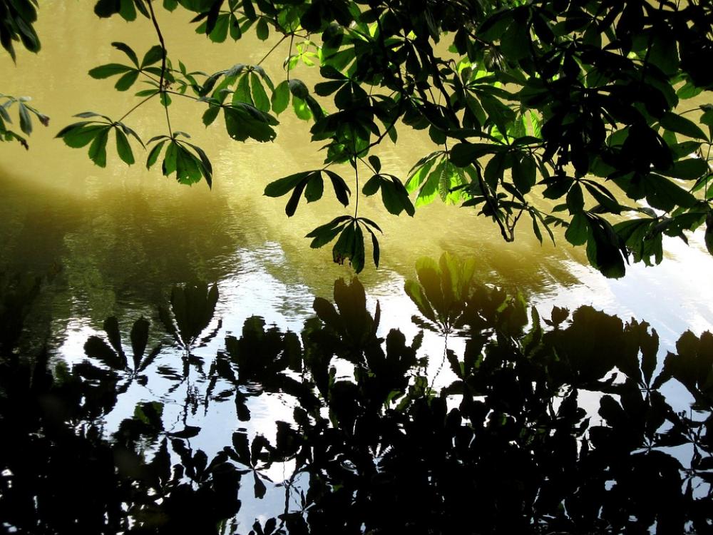 Water Leaf Reflection Water Leaf Reflection