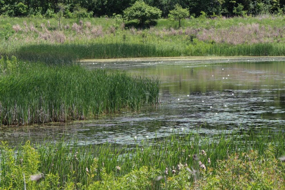 Water Nature Grass Summer Green Outdoor Tranquil Water Nature Grass Summer Green Outdoor Tranquil