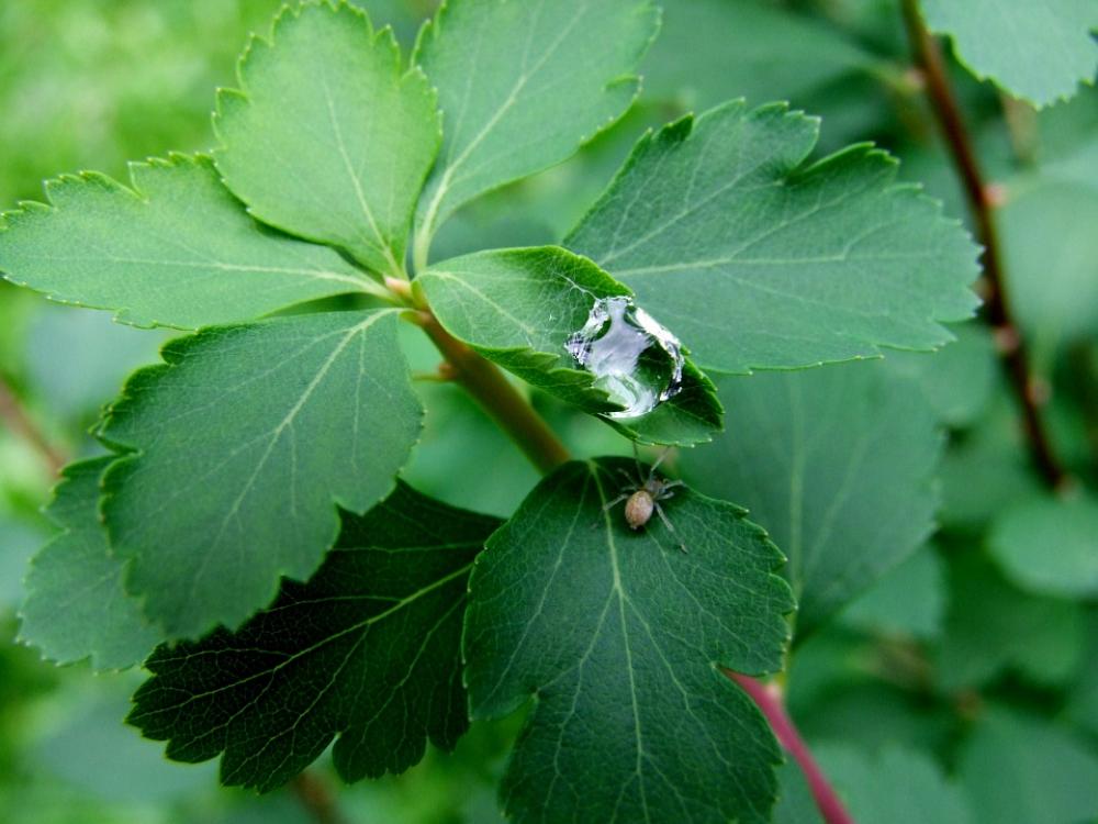 Water-Drop Sheet Green Macro Nature Water-Drop Sheet Green Macro Nature