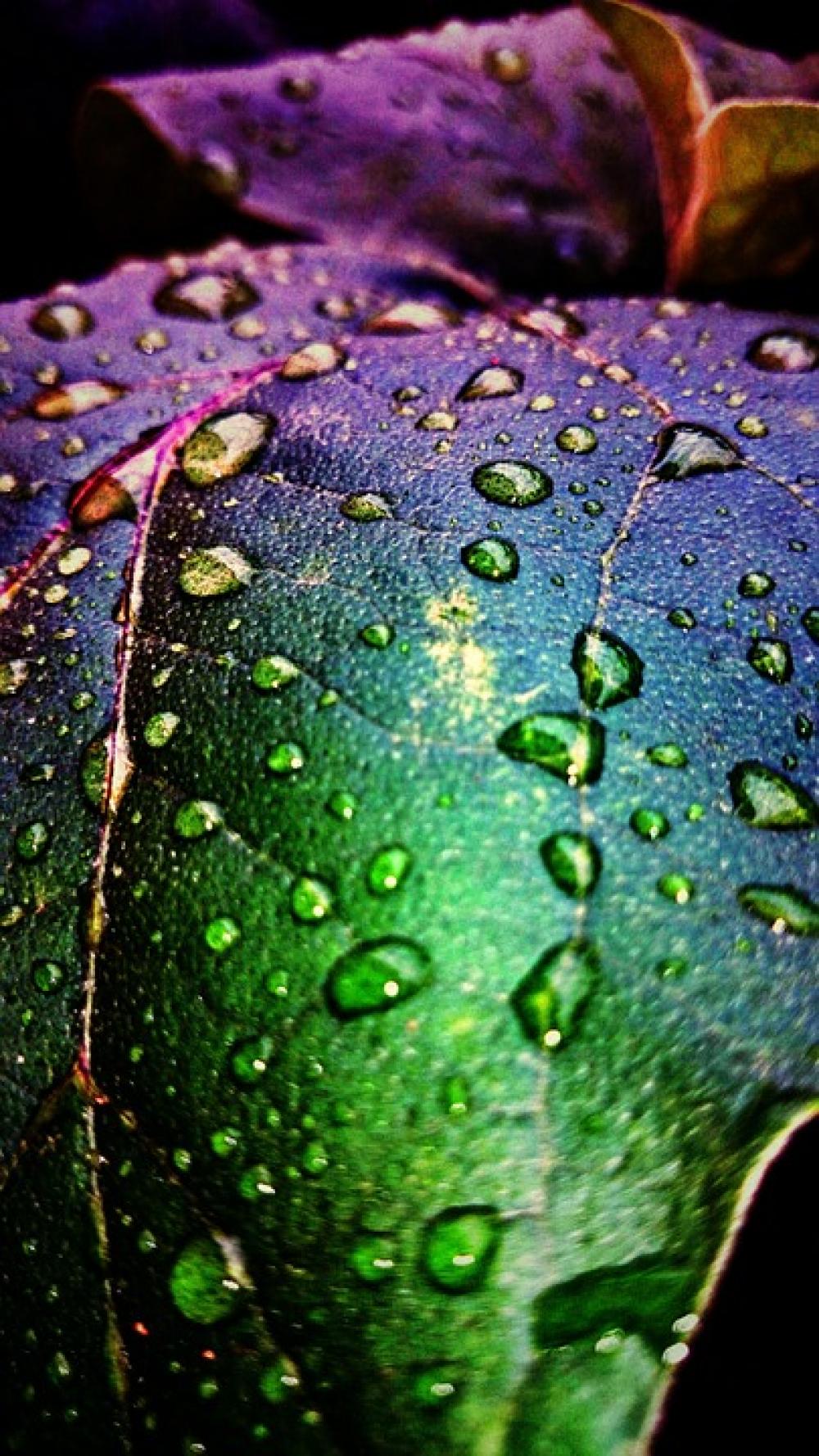 Water Droplets After The Rain Greens Water Droplets After The Rain Greens