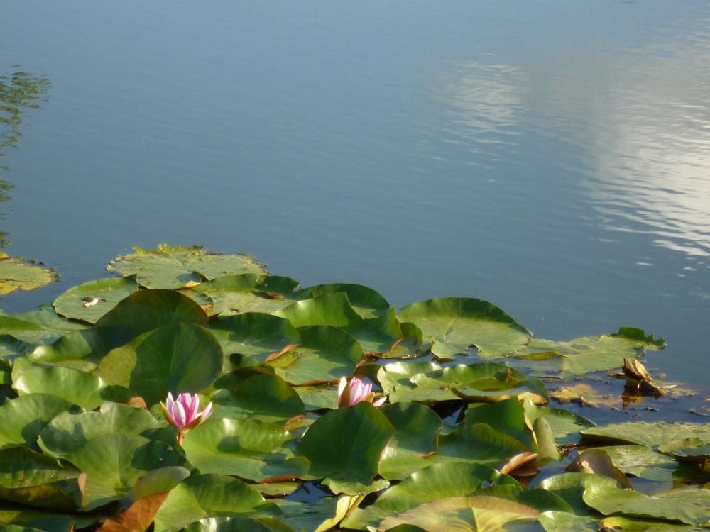 Water Lilies Lotus Summer Water Lilies Lotus Summer