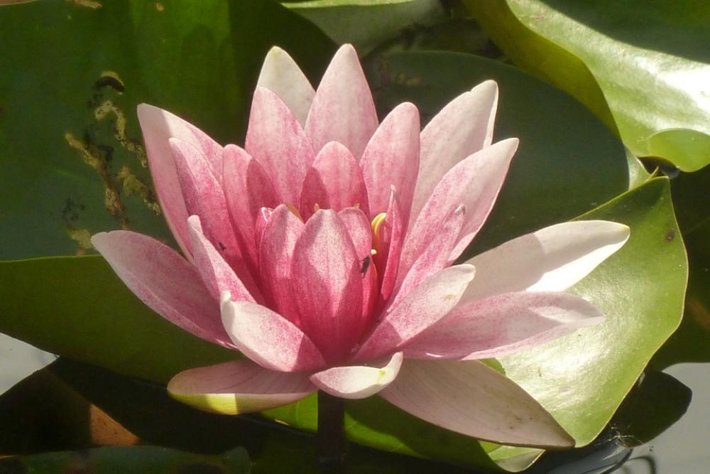 Water Lilies Pink Pond Lake Rose Nuphar Water Lilies Pink Pond Lake Rose Nuphar