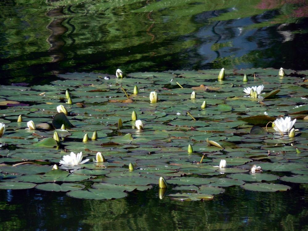Water Lilies Blossom Bloom Nuphar Flower Water Lilies Blossom Bloom Nuphar Flower