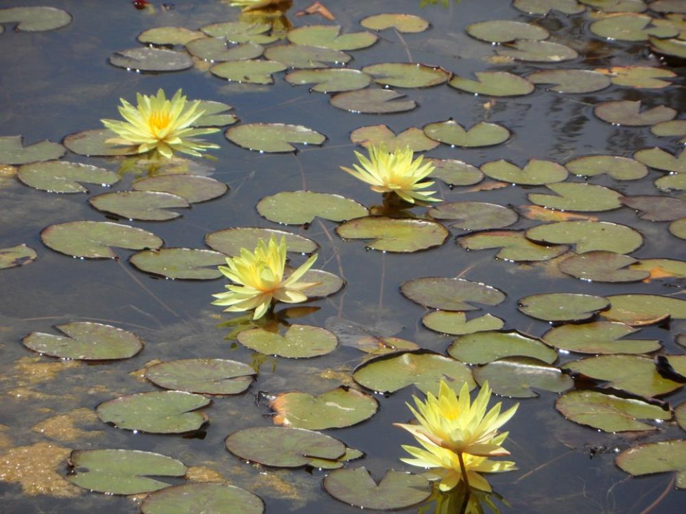 Water Lilies Lily Pond Bloom Yellow Water Pond Water Lilies Lily Pond Bloom Yellow Water Pond