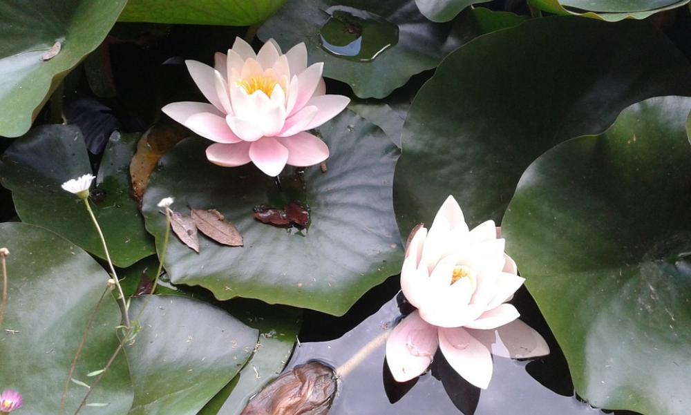 Water Lilies Flower Petals Leaves Pond Water Lilies Flower Petals Leaves Pond