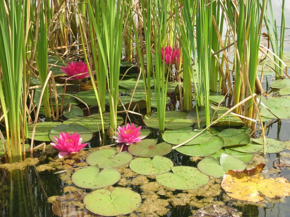 Water Lilies Lake Nature Water Lilies Lake Nature