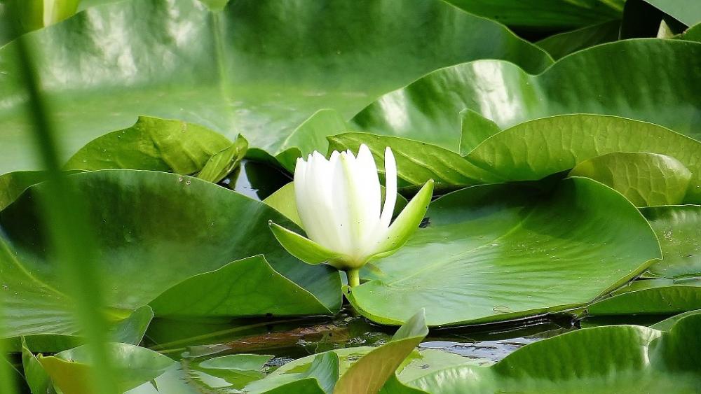 Water Lily Lake Nature Center Beauty Flower Nature Water Lily Lake Nature Center Beauty Flower Nature