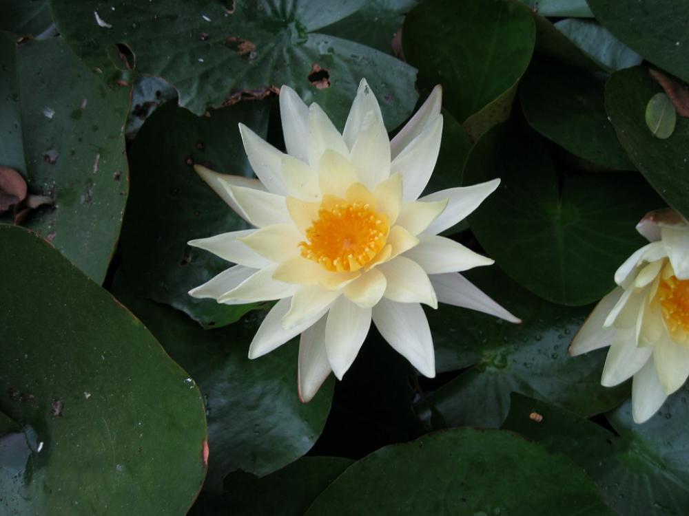 Water Lily Aquatic Plant Nature Bloom Blossom Water Lily Aquatic Plant Nature Bloom Blossom