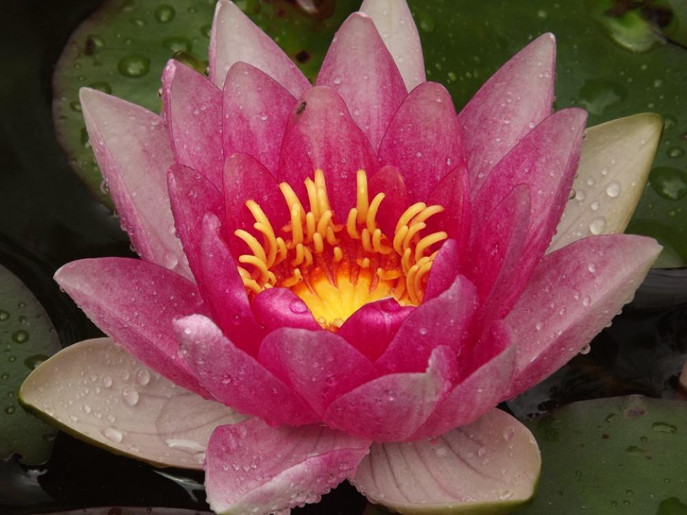 Water Lily Pond Aquatic Plant Water Lily Pond Aquatic Plant