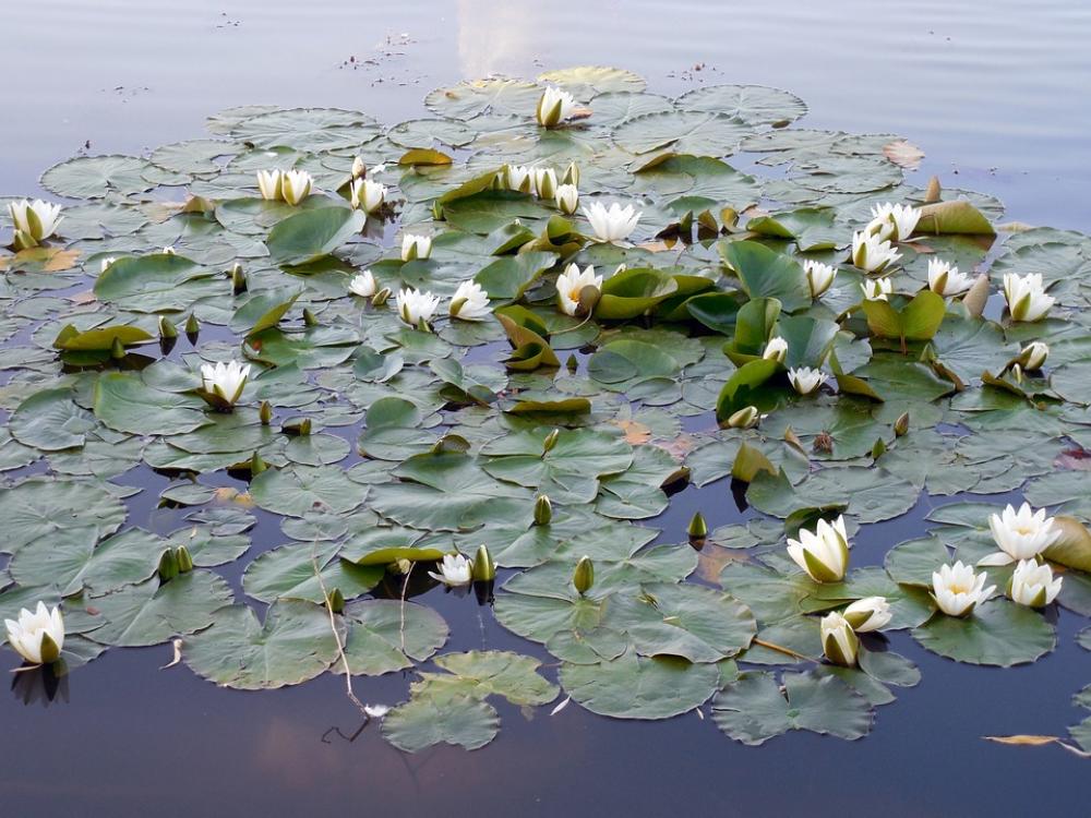 Water Lily Nuphar Blossom Bloom Aquatic Plant Water Lily Nuphar Blossom Bloom Aquatic Plant