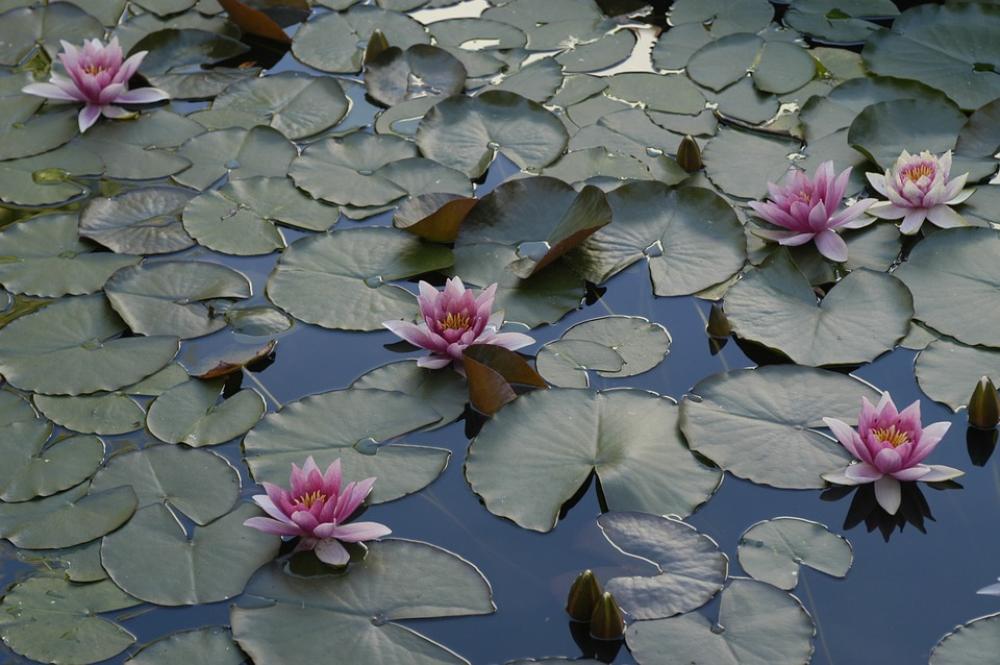 Water Lily Pond Lake Rose Water Lily Pond Lake Rose