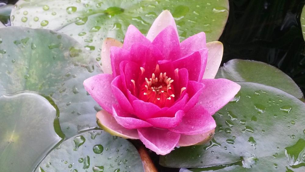 Water Lily Nuphar Lutea Flower Blossom Bloom Plant Water Lily Nuphar Lutea Flower Blossom Bloom Plant