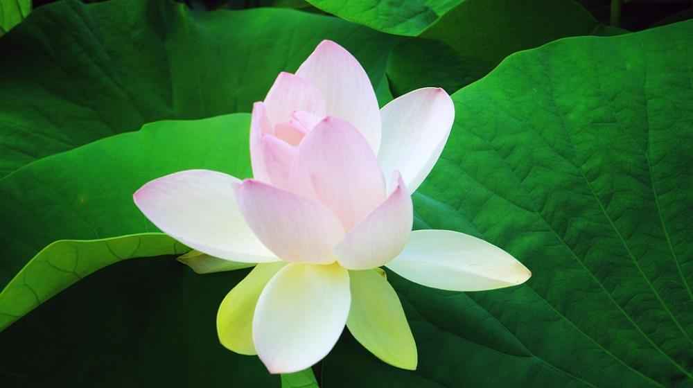 Water Lily Flower Pond Aquatic Plant Lotus Plants Water Lily Flower Pond Aquatic Plant Lotus Plants