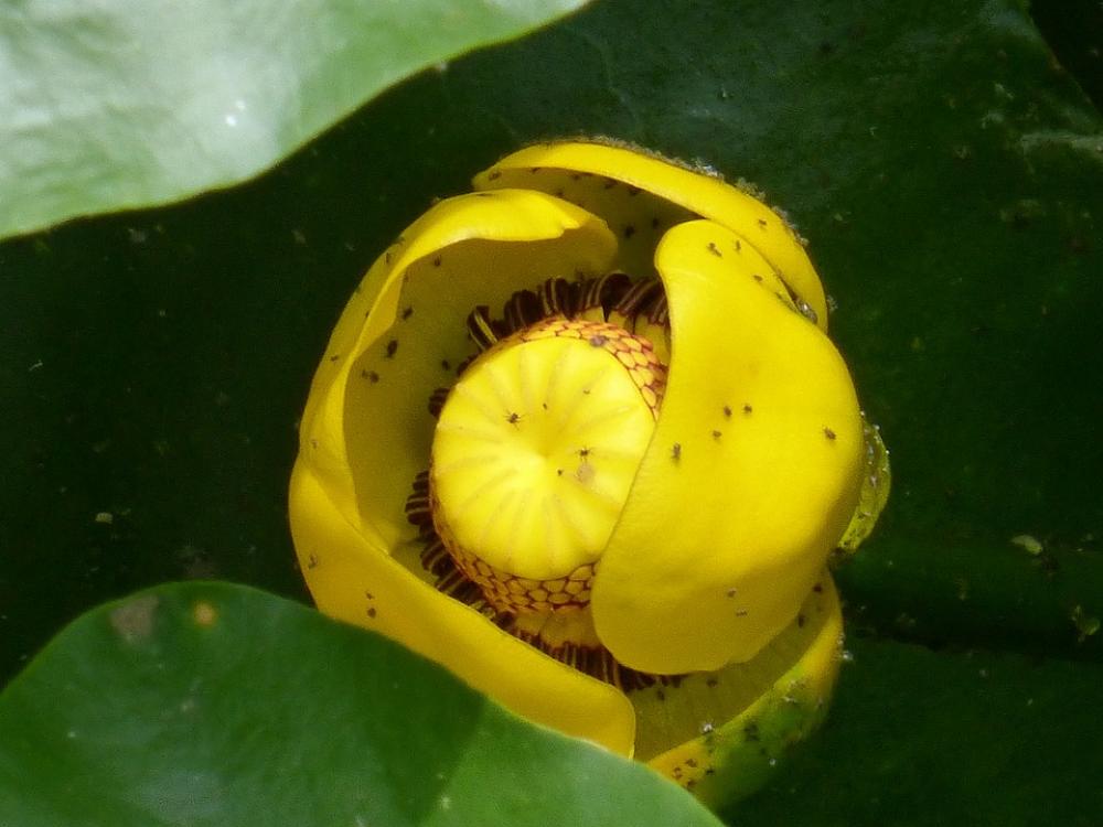 Water Lily Lily Water Nature Flower Plant Pond Water Lily Lily Water Nature Flower Plant Pond