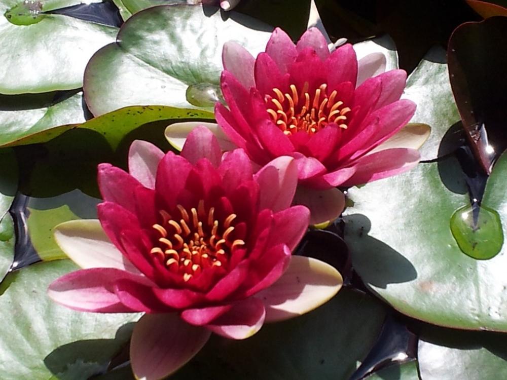 Water Lily Aquatic Plant Water Lilies Water Lily Aquatic Plant Water Lilies