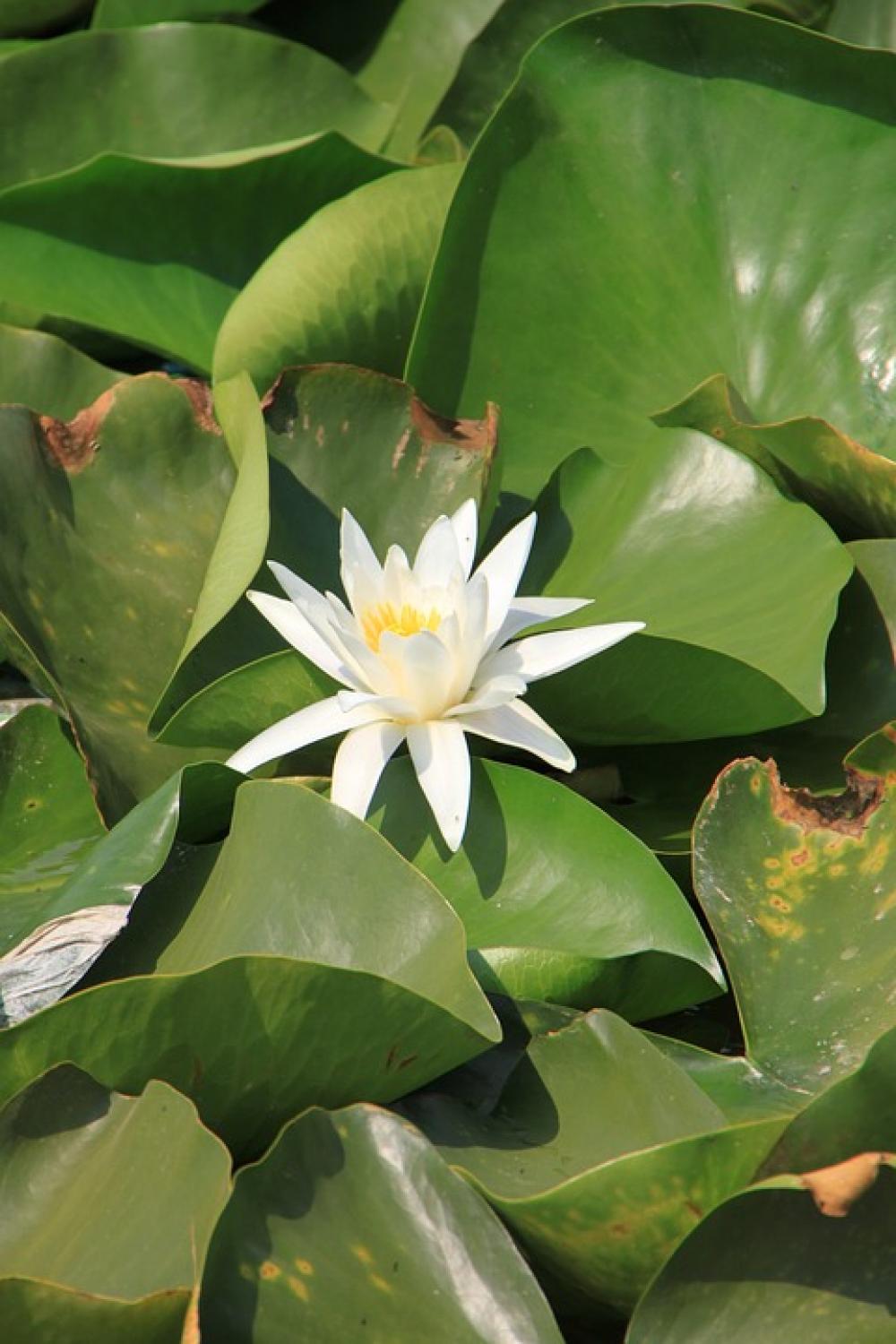 Water Lily Lotus Lake Lily Water White Water Lily Lotus Lake Lily Water White