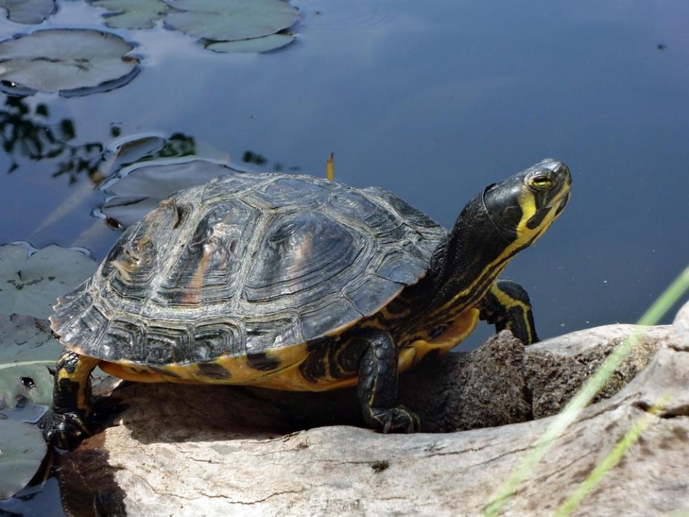 Water Turtle On The Water Animal Panzer Water Turtle On The Water Animal Panzer