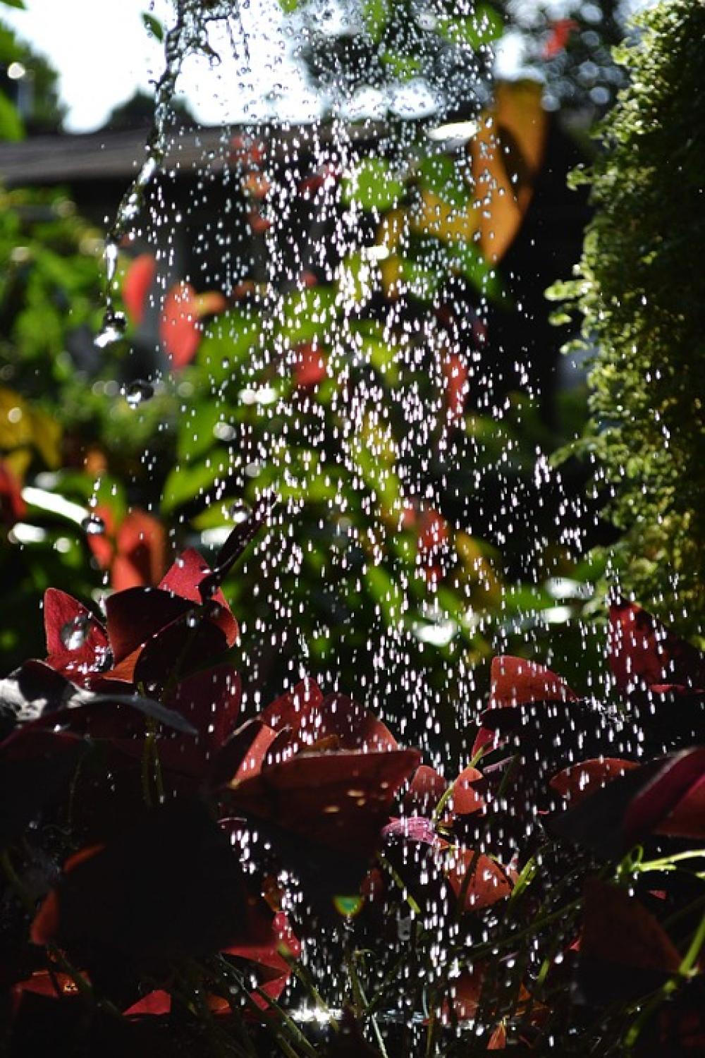 Watering Water Drops Plants Garden Nature Watering Water Drops Plants Garden Nature