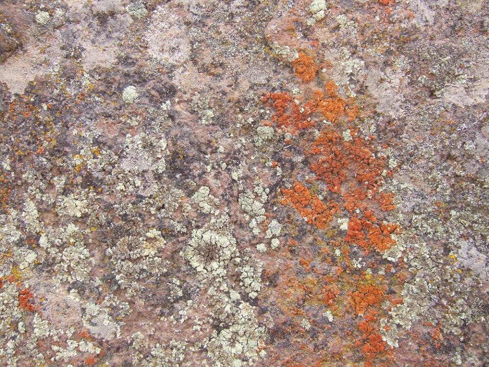 Weave Stone Plant Moss Weave Stone Plant Moss