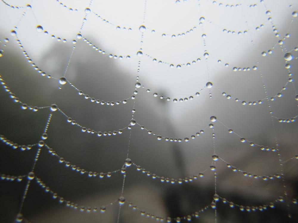 Web Critter Water Moisture Web Critter Water Moisture