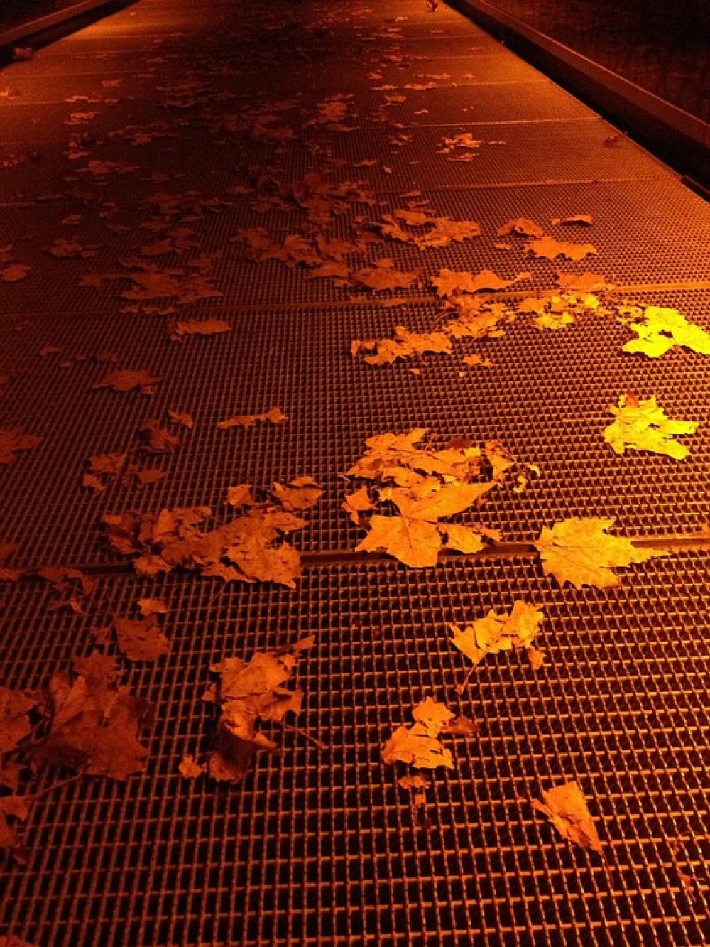 Web Away Leaves Leaf Autumn Plant Tree Web Away Leaves Leaf Autumn Plant Tree
